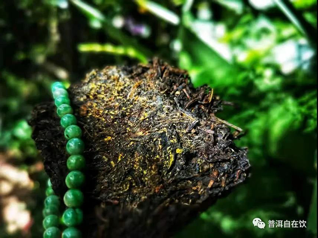 泾渭茯茶