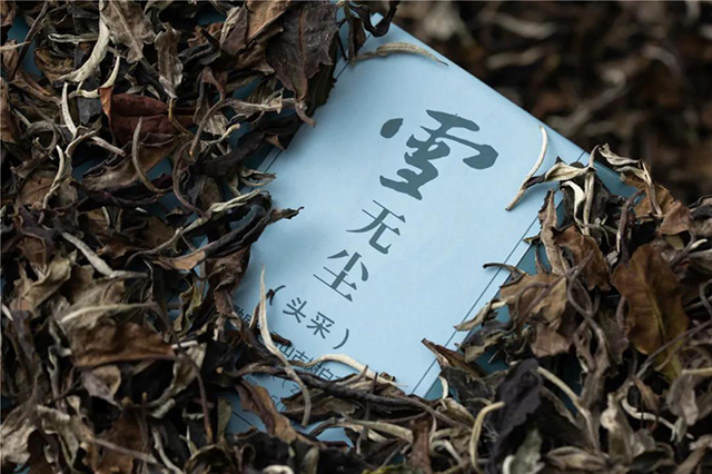 津乔2021首款云南白茶雪无尘