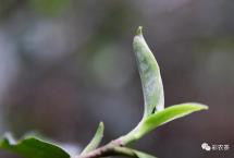 岩文《爱上普洱》：普洱茶保健功效