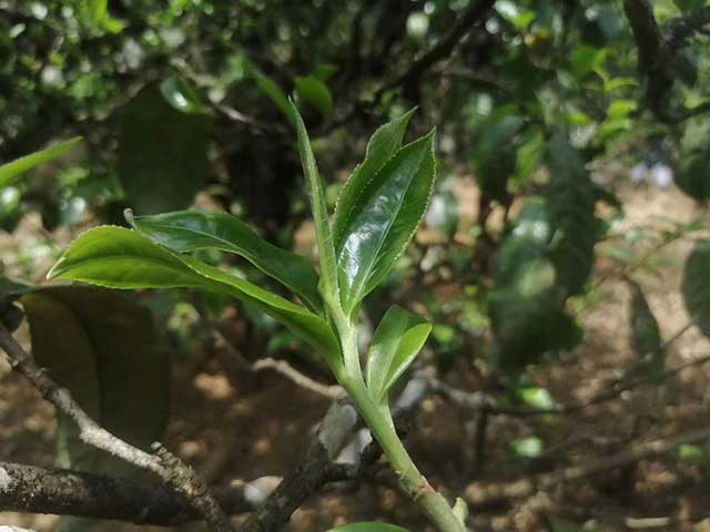 临沧小户赛古树普洱茶