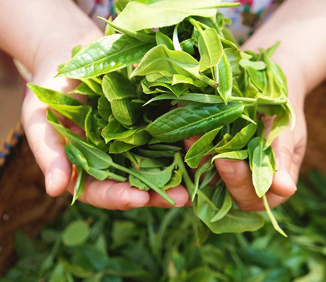 石昆牧经典茶文化