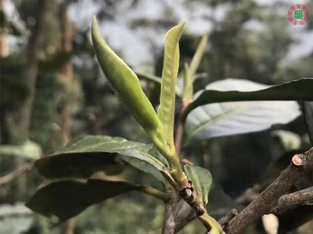 薄荷塘茶树