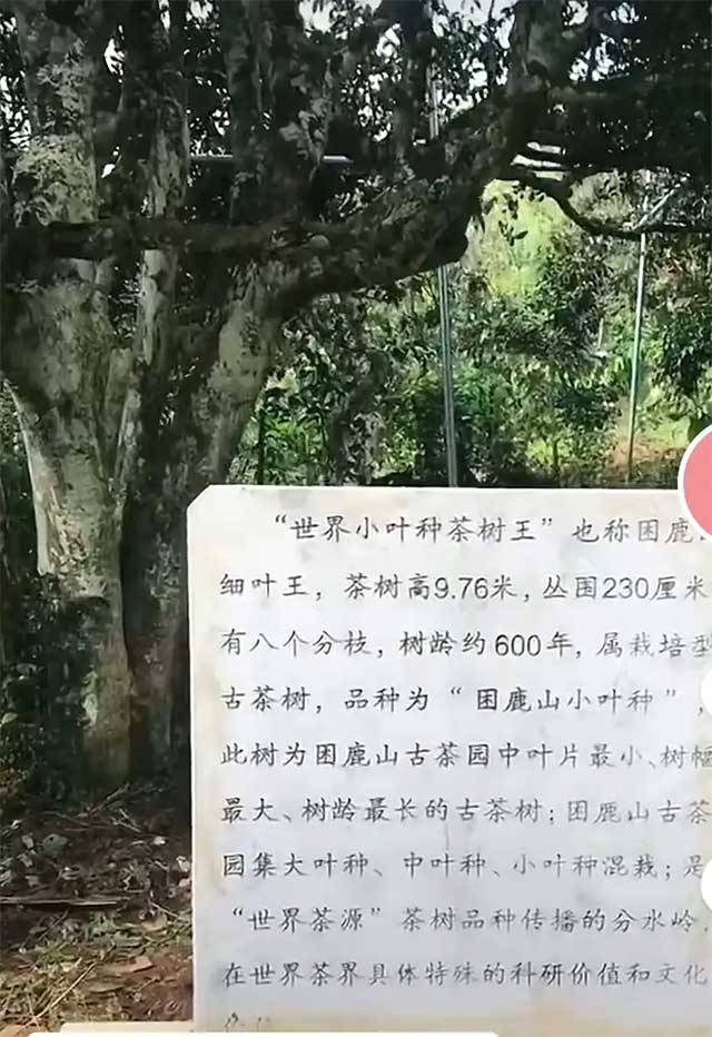 困鹿山世界小叶种茶树王