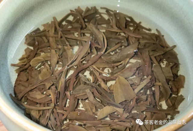 易武刮风寨茶王树普洱茶