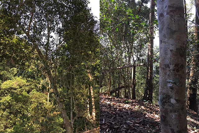 易武天门山古茶树