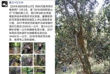 易武深山至味：蓝版「2021铜箐河」小饼，仅剩6提！感受顶级山野气韵