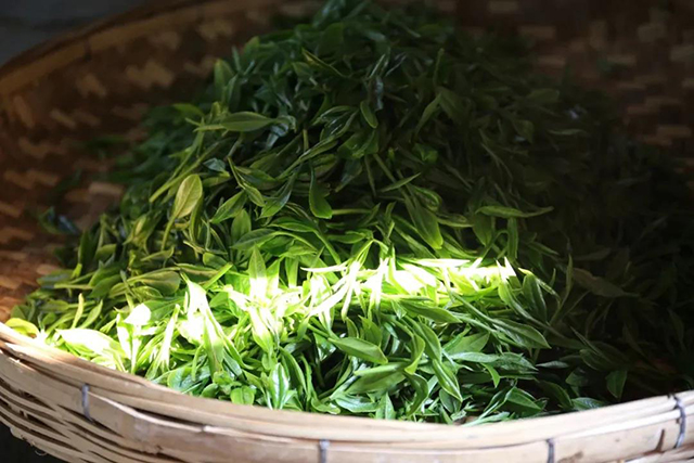 茶叶鲜叶