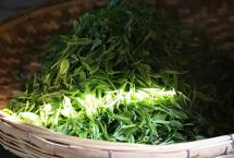 凤庆熟茶最新探索（茶叶进化论凤庆熟茶沙龙专场）