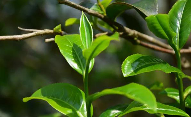 龙润茶昔归茶