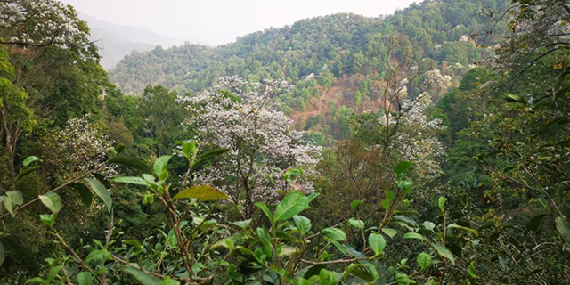 2021龙润茶倚邦普洱茶