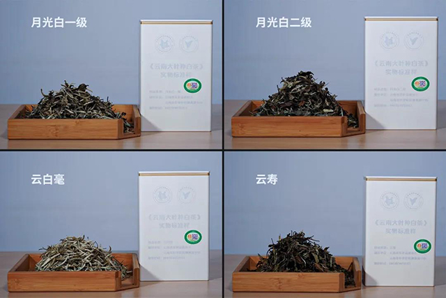 云南大叶种白茶标准