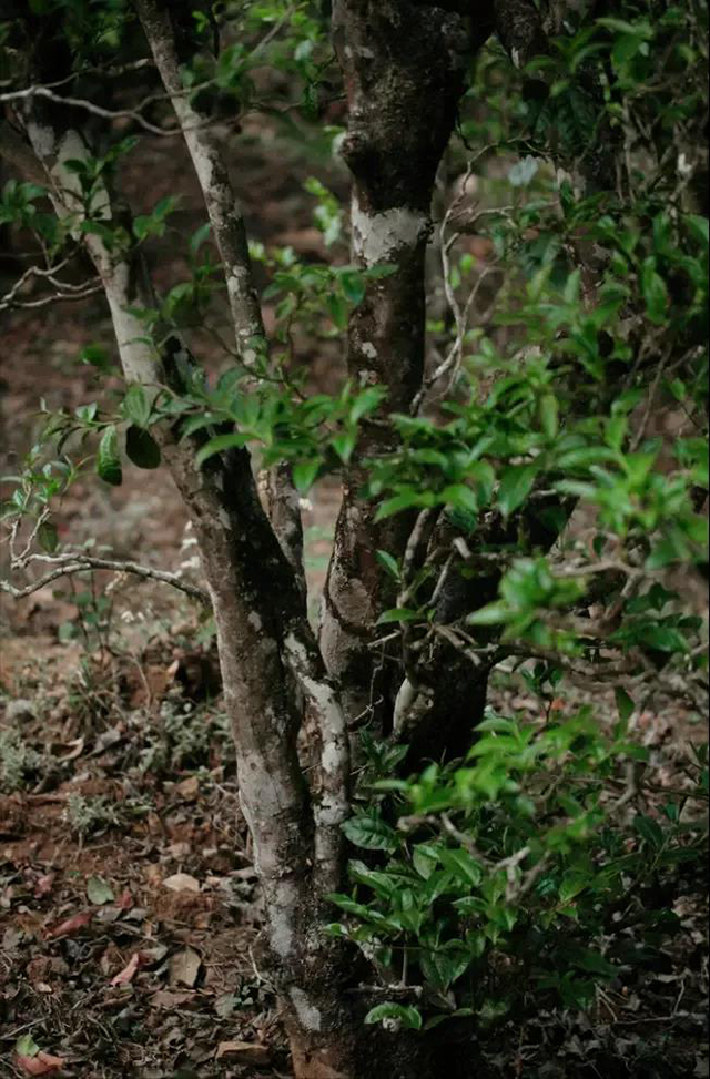 磨烈古茶树实拍