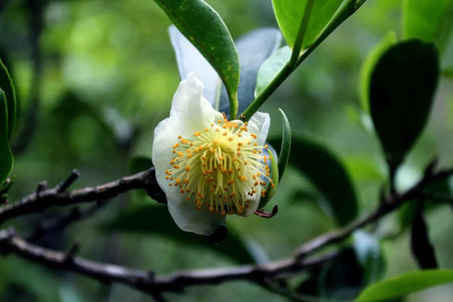 津乔普洱谷花茶