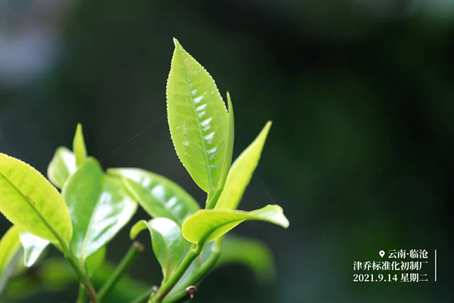 津乔普洱谷花茶