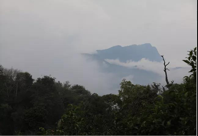 周重林的书新茶路在倚邦与革登之间