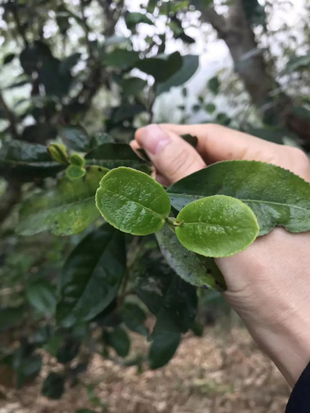 周重林的书新茶路在倚邦与革登之间