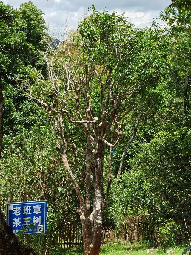 龙润茶2021老班章普洱茶