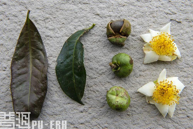 邦崴过渡型古茶树的花叶果