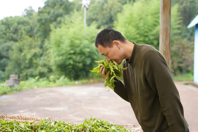 茶叶进化论