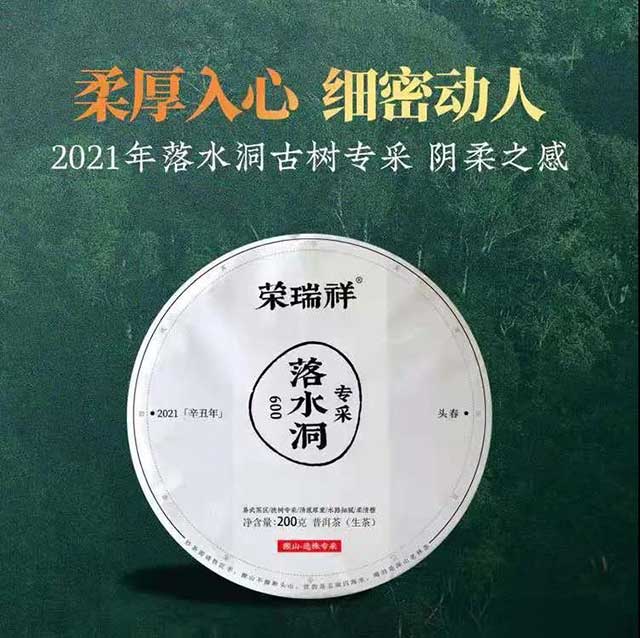 2021年落水洞古树春茶