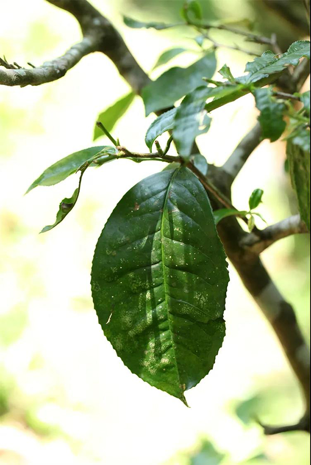 荣瑞祥刮风寨白沙河茶