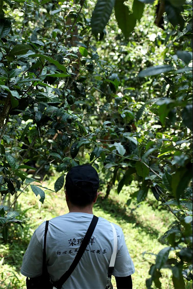 易武刮风寨茶山实拍