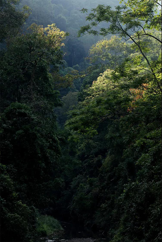 易武刮风寨茶山实拍