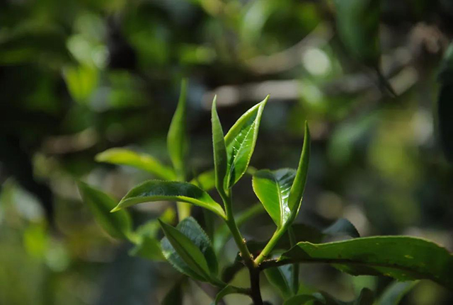 荣瑞祥2006年春茶料酸枣树老生茶