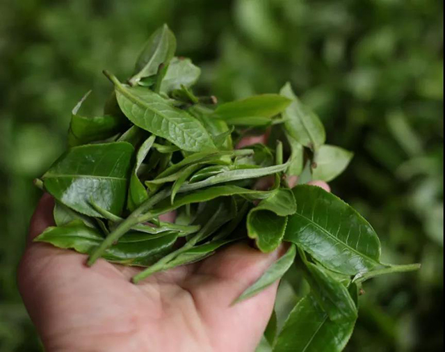 荣瑞祥忙肺熟茶