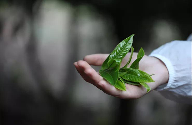 荣瑞祥临沧弯腰树茶