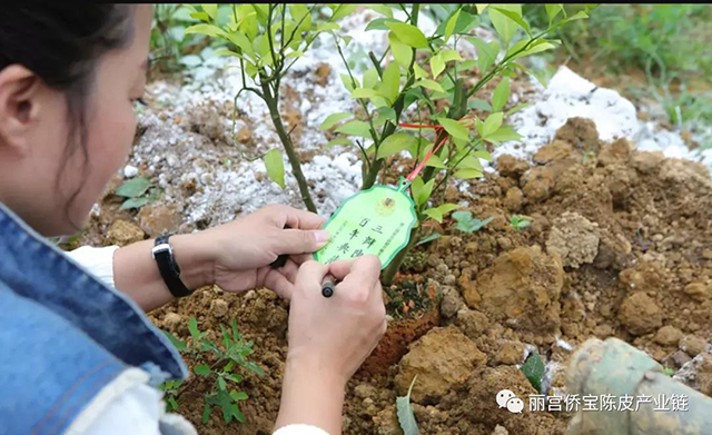 新会陈皮收藏文化节