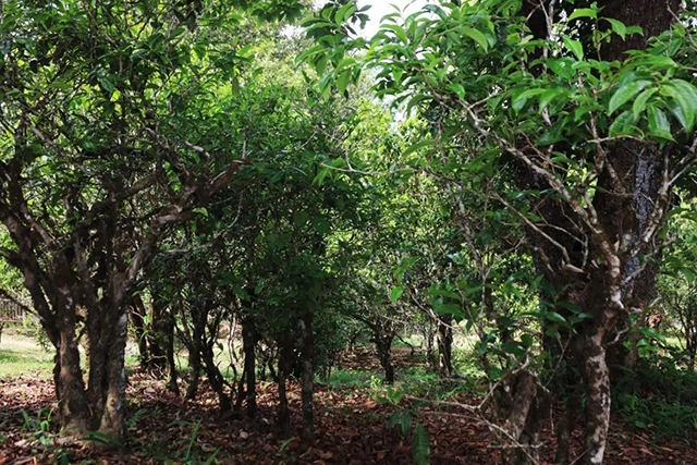 2021年龙润茶王朝饼宋朝布朗山