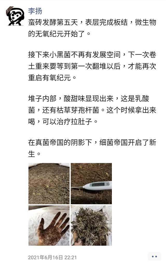 蛮砖古树熟茶