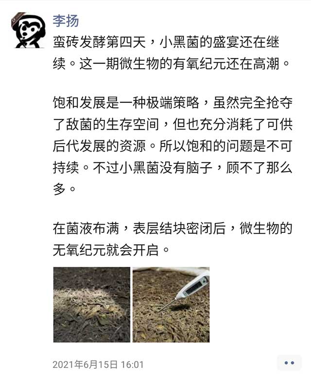 蛮砖古树熟茶