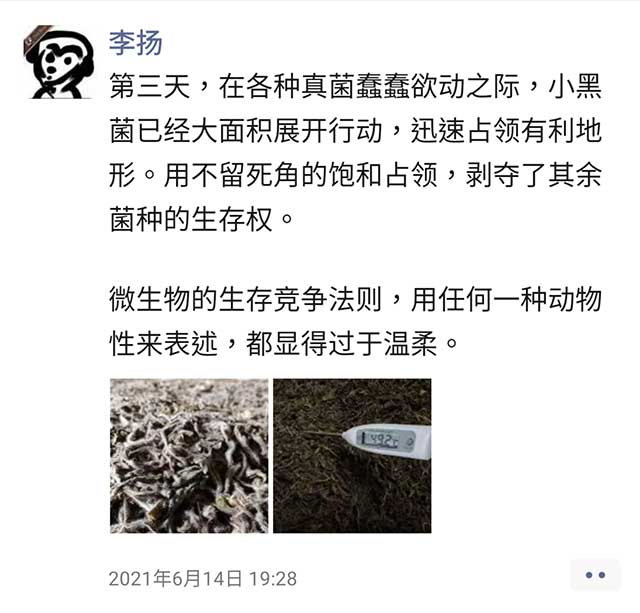 蛮砖古树熟茶