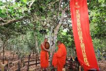 2021年龙润茶王朝饼系列元朝景迈山生茶和熟茶