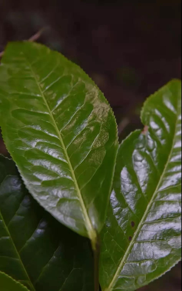 福海茶厂六星老班章