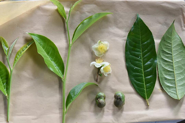 福海茶厂六星老班章
