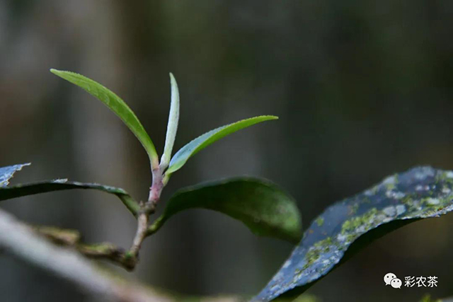 岩文爱上普洱