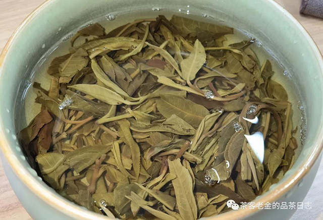 茶人壹树叶玉兰芳心普洱茶