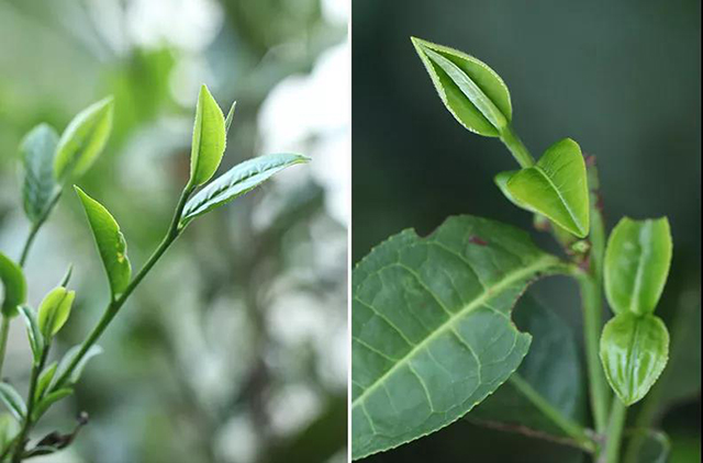 荣瑞祥蛮砖古树茶