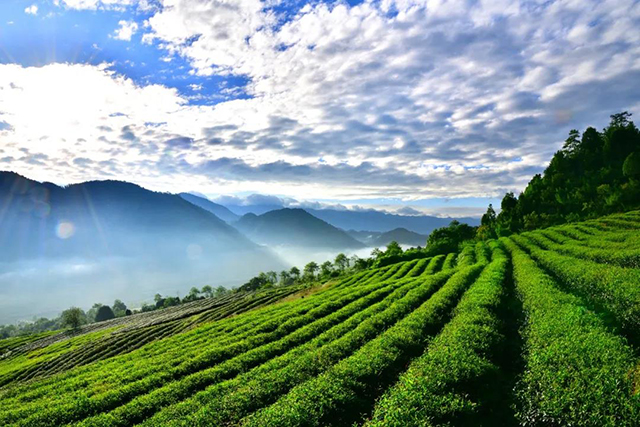 让茶合作茶园云南腾冲高黎贡山茶园