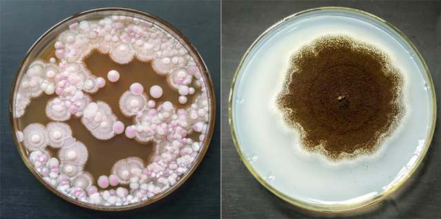9普洱茶内的微生物