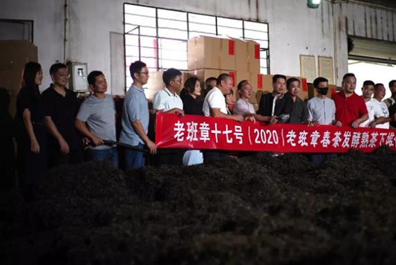 老班章1017公斤春茶原料11月30号勐海下堆发酵