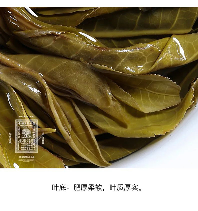 福元昌古树蓝票普洱茶