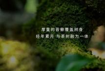 「和氏璧」老班章单株大赏：纯粹的时间记录者