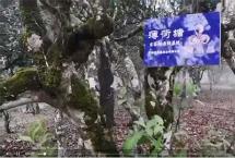 韩秋白专栏：真假易武薄荷塘的那些事