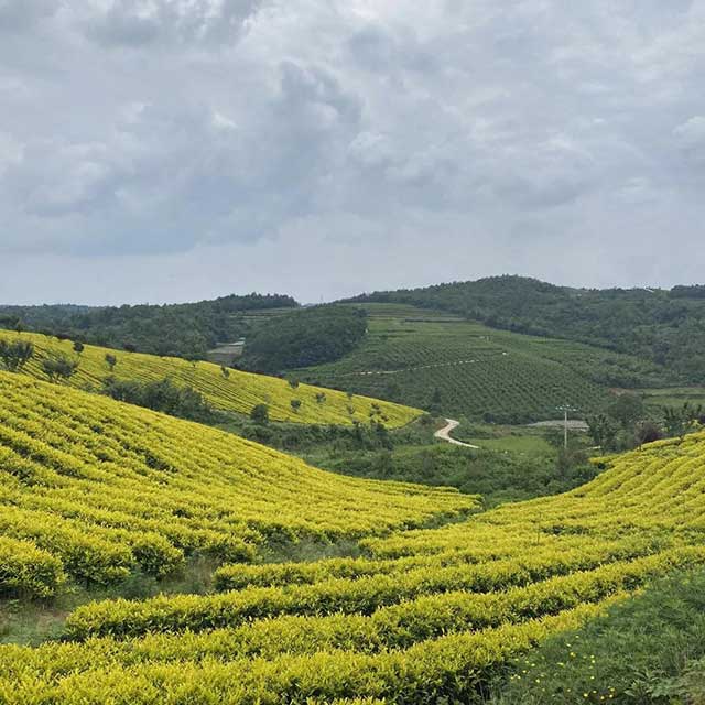 让茶团队寻访茶山实拍