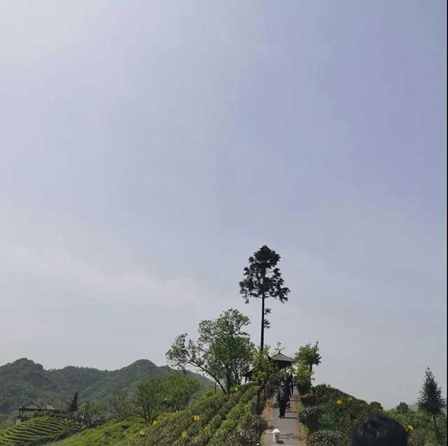 让茶团队走访茶山实拍