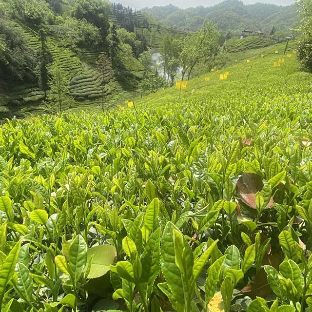 让茶团队走访茶山实拍